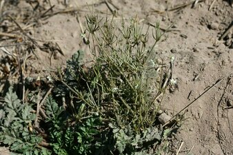 Spergularia arvensis Plant